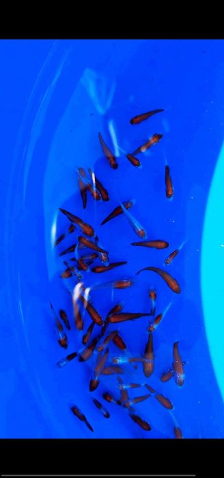 Коя,кои,koya koi