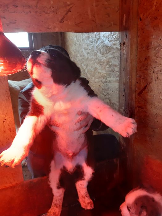 Алабаи. Чистокровные.