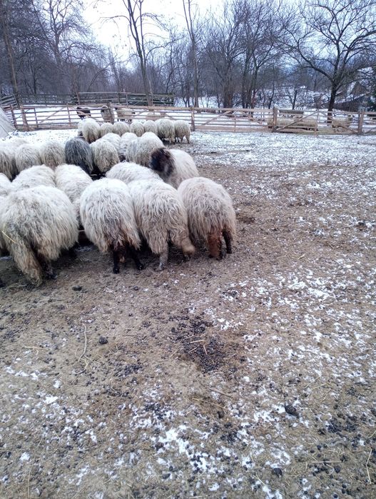 Oi bucalai de vanzare