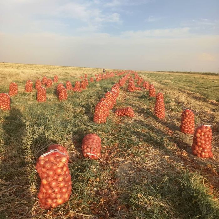Оптом лук сорта Вапсо, калибр 80+, идеально ровный, сухой, плотный.