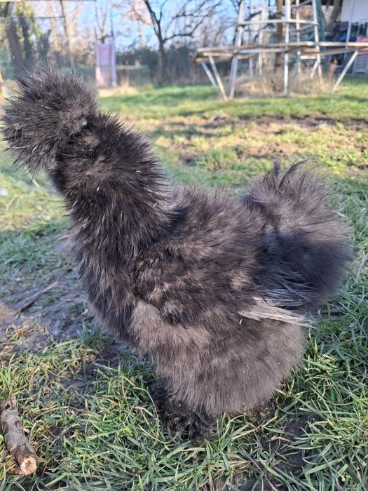 Американски копринки яйца