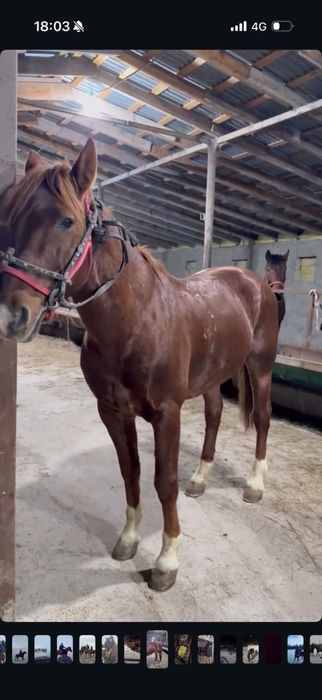 Кокпар ат срочнооо