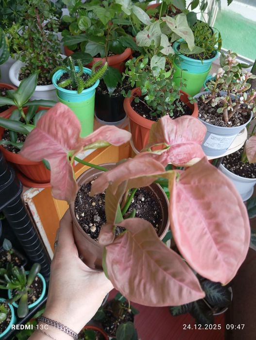 Продам цветы комнатные