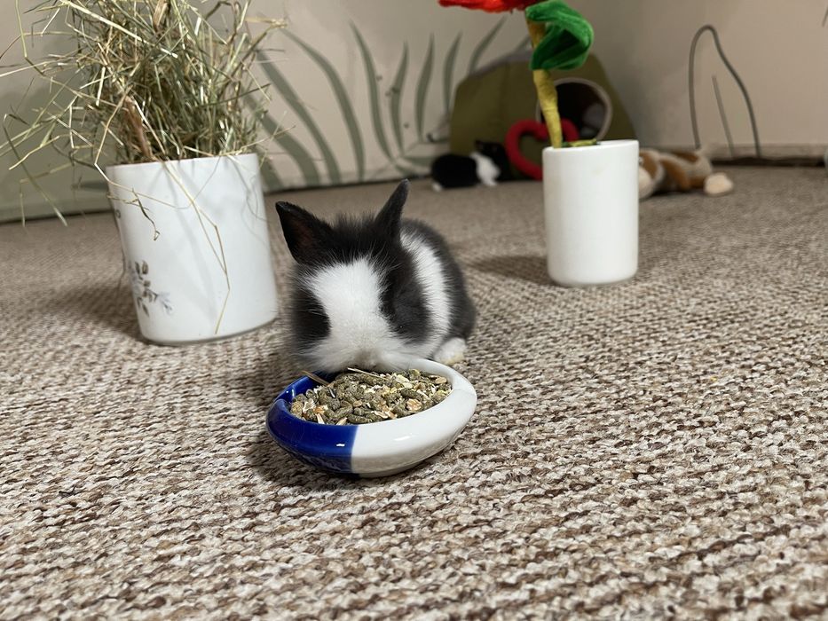 Декоративни зайчета-Прекрасни!