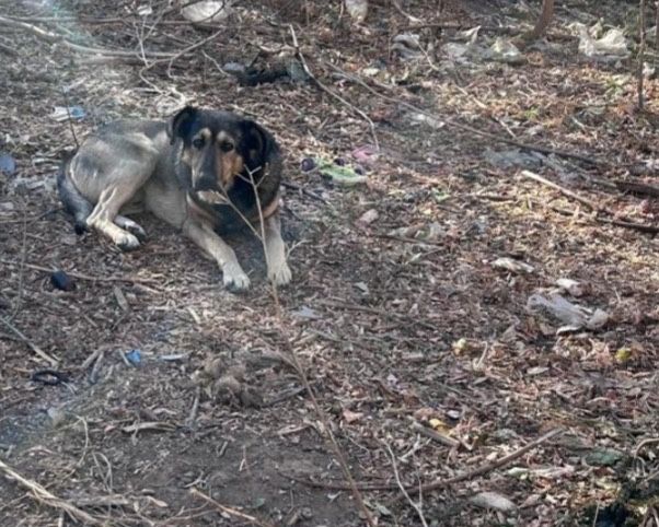 Ищем добрые руки для собак - дворняги и хаски