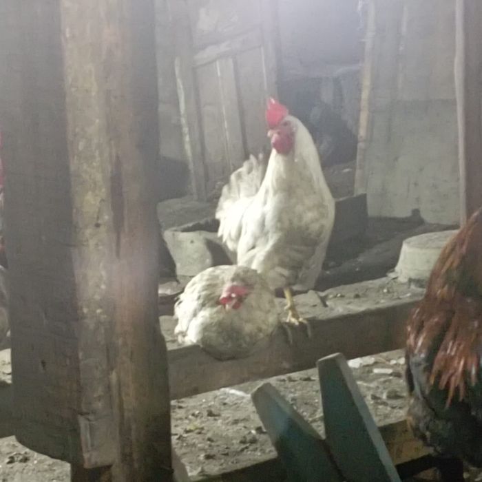 Продаются домашние петухы