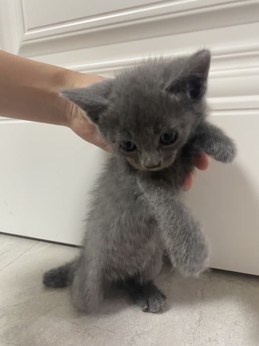 Котенок.короткошерстная
