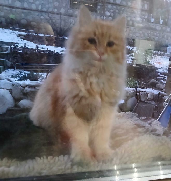 Котка мужско търси дом