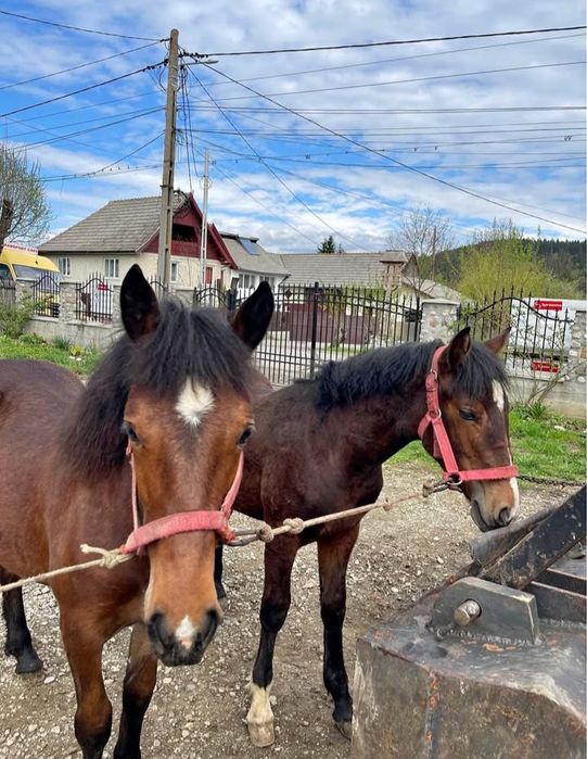 Vând o pereche de mânji
