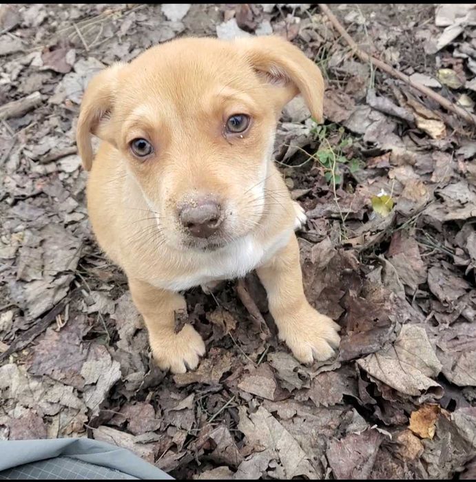 Pui de Cățel – 4 Luni – Sănătoși