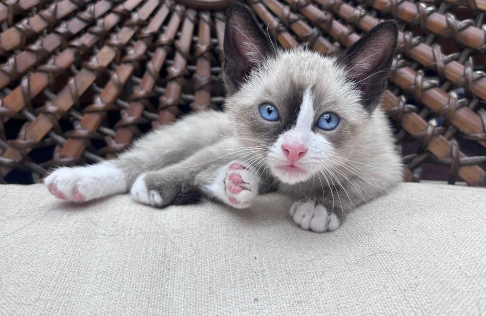 Ragdoll fetita 1000 lei