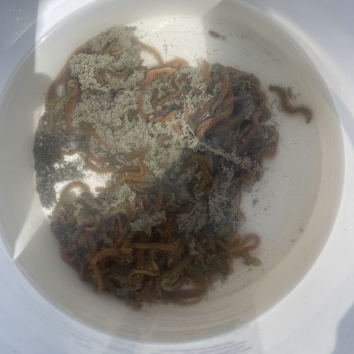 Морские черви на кефаль