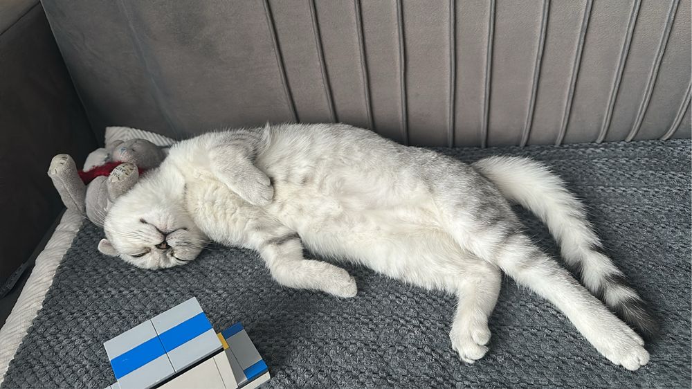 Шотландская вислоухая кошка
