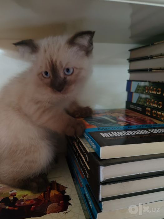 Сиамские котята, девочки