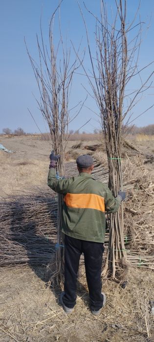 Chapa tut. Manzarali va mevali koʻchatlar