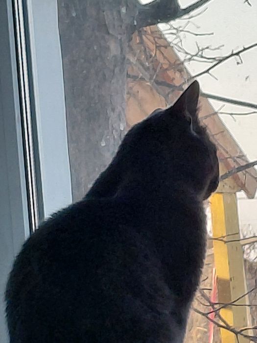 Кошки мысық сатылады