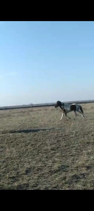 Продам Тайчика девочка