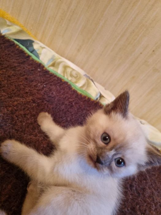Продается сиамская котёнок