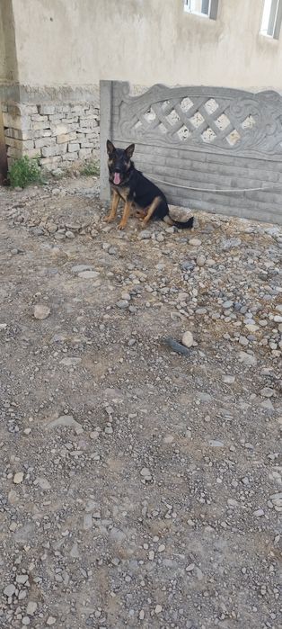 Немецкая авчарка