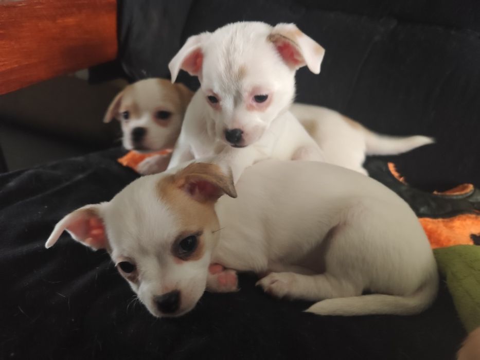 Продавам кученца