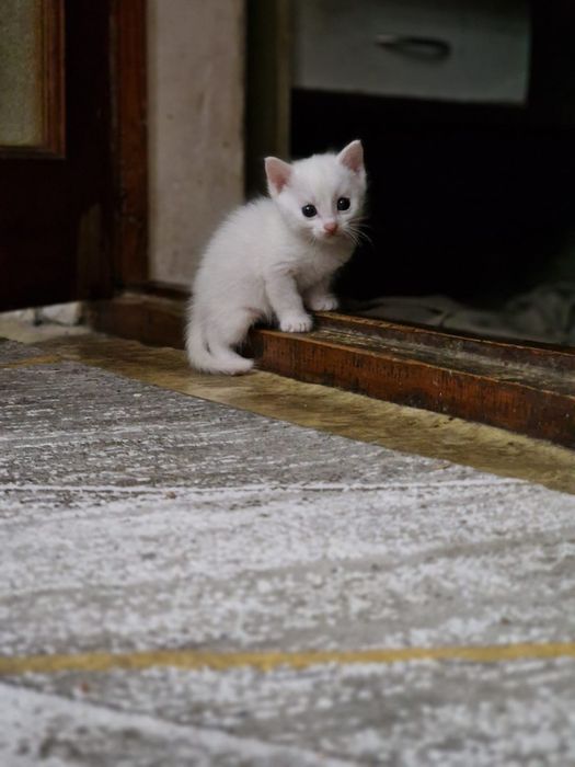 Отдам котенка девочка