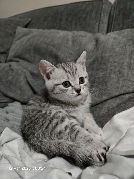 Чистокровный британский котенок девочка