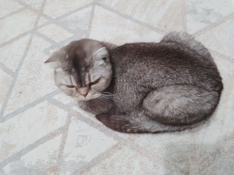 Отдам кошку в хорошие руки