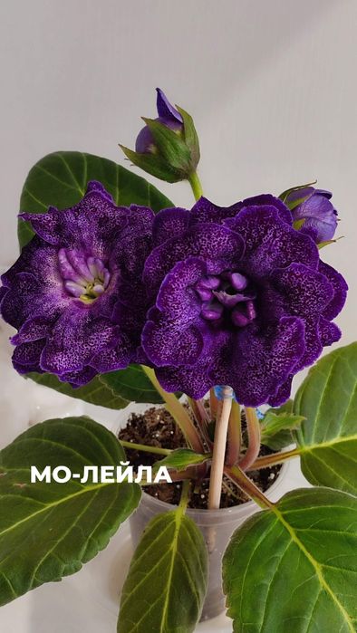 Продажа укор лист сортовых глоксиний