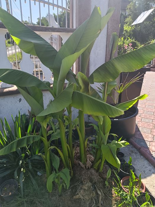 Vând bananieri ce produc banane