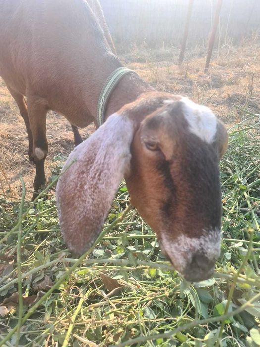 Продается коза.Англо-нубийской породы.