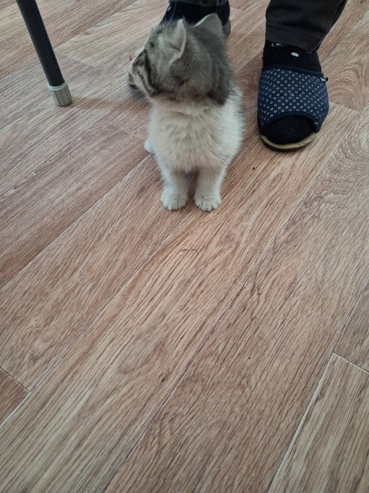 Котенок,мальчик.