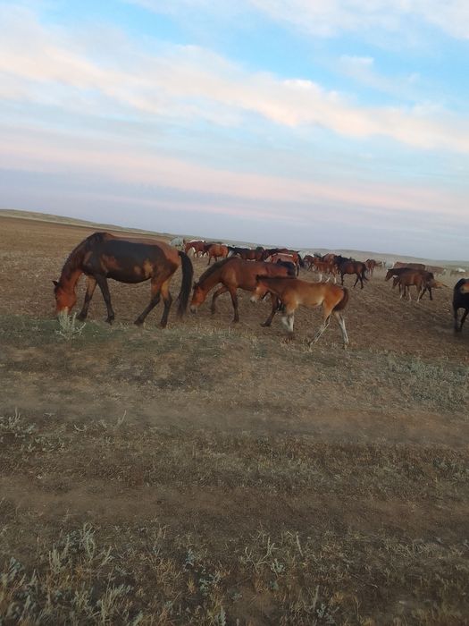 Продам кобылу 7 лет с жеребёнком