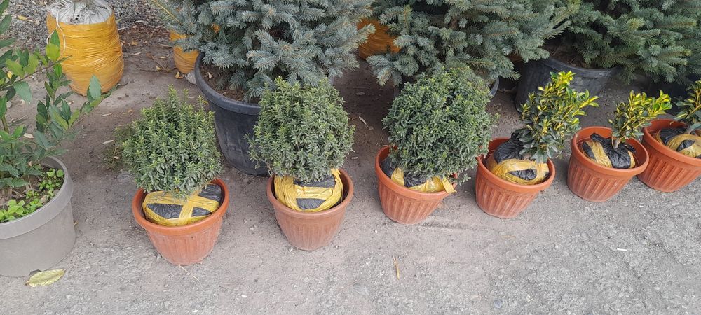 Archalar turli xildagi