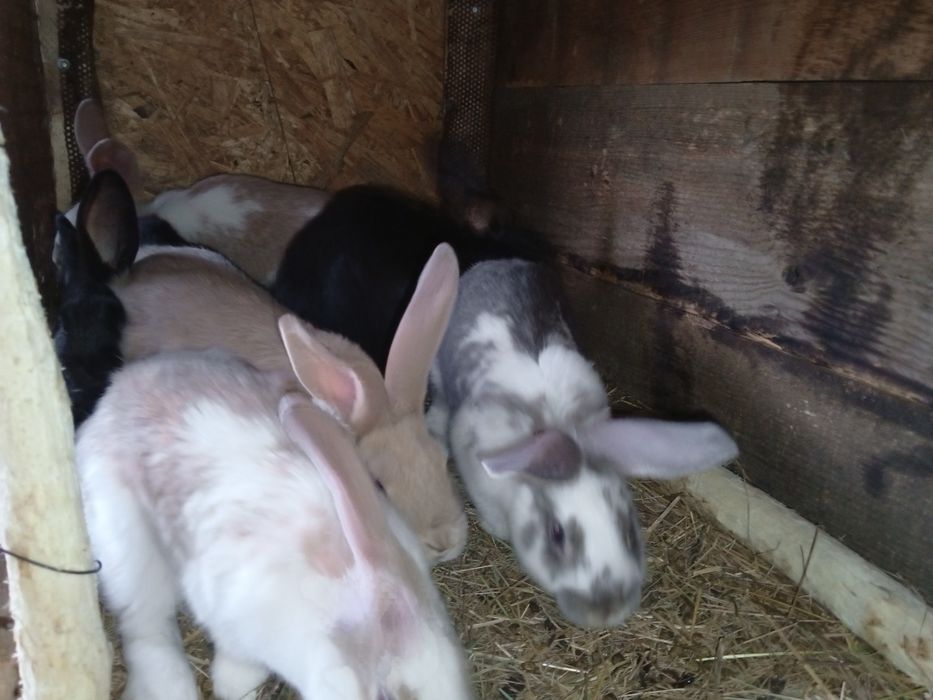 Продам. Кроликов