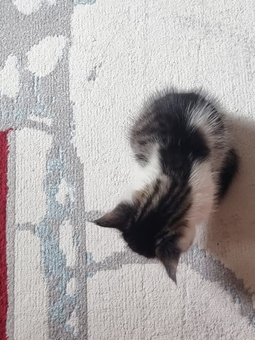 Отдам котенка в хорошие руки