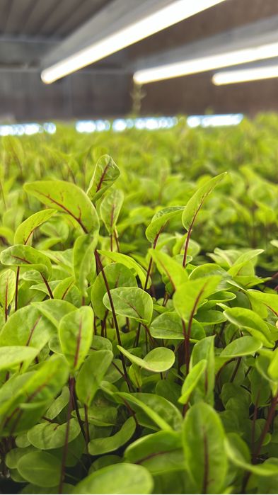 Microplante En Gross