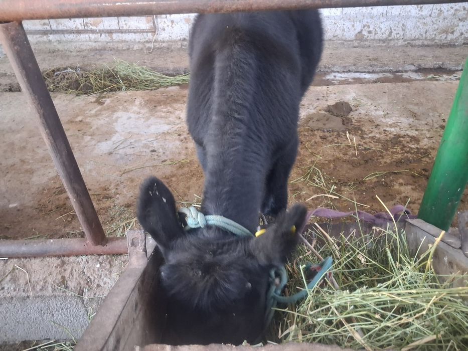 Пародыстые бычёк
