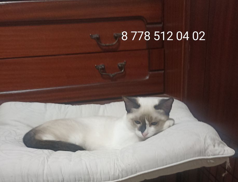 Котенок,девочка,3,5 мес в добрые руки