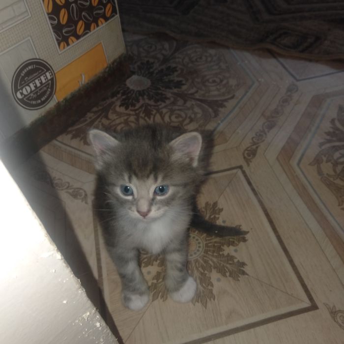 Срочно срочно отдам