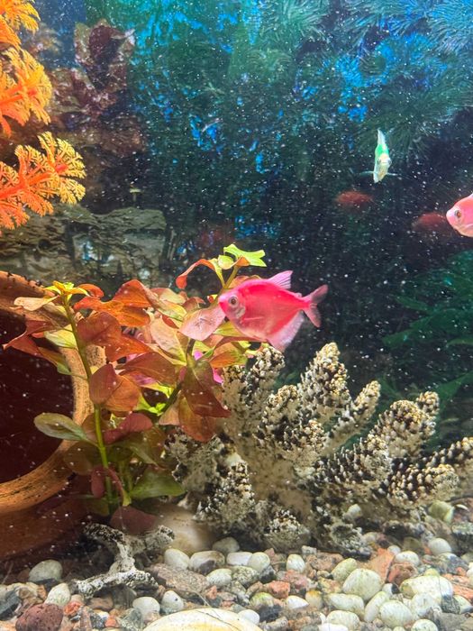 Продам растения для аквариума