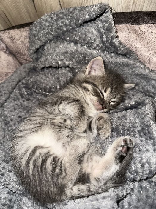 Отдам котенка в добрые руки