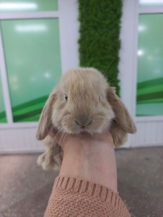 Кролики декоративные