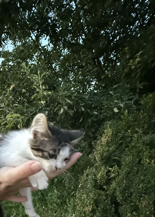 această pisicuță își caută familia