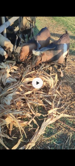 Țapi alpin francez și Anglo Nubian