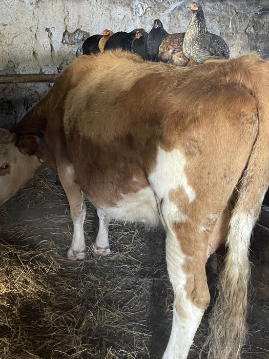 Продам корову