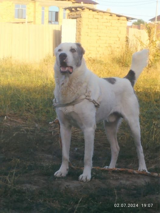 Алабай(8 мечсяцев)