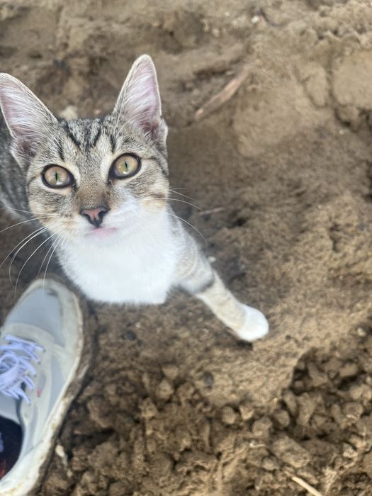 Отдам котенка