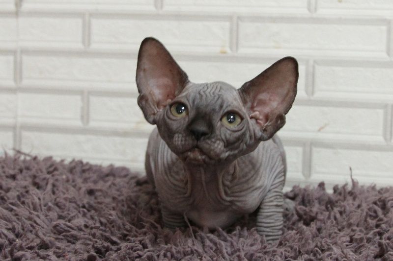 Котята канадского сфинкса