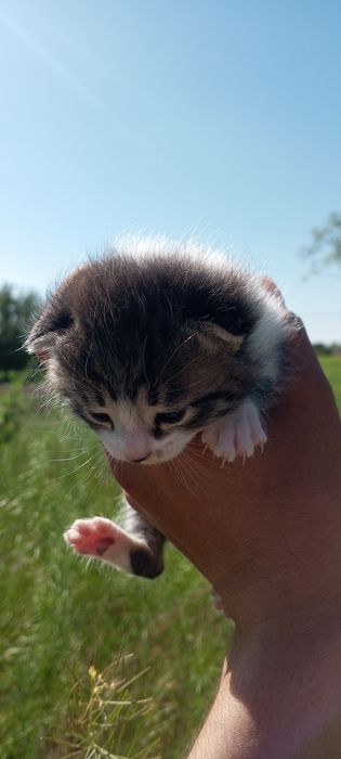 Mushuk bolalari sotiladi