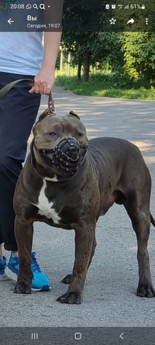 Вязка. Питбуль, внук Халка.